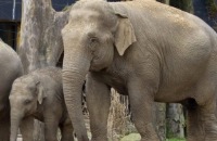 Olifantenvlog - Slapen bij de olifanten
