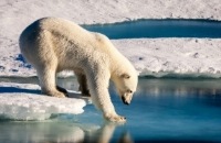 Treurig record - Noordpool had nog nooit zo weinig ijs