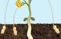 De pindaplant - Hoe groeit een pinda